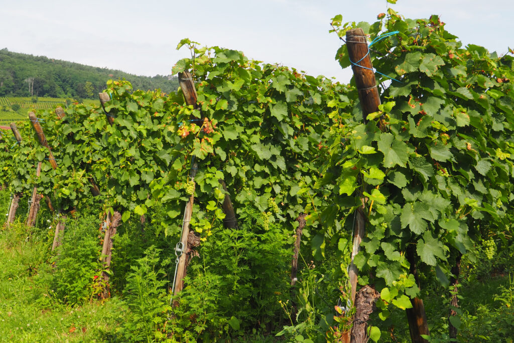 cave hunawihr vignes alsace