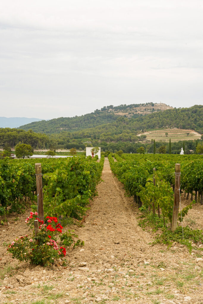 chateau la coste vignoble