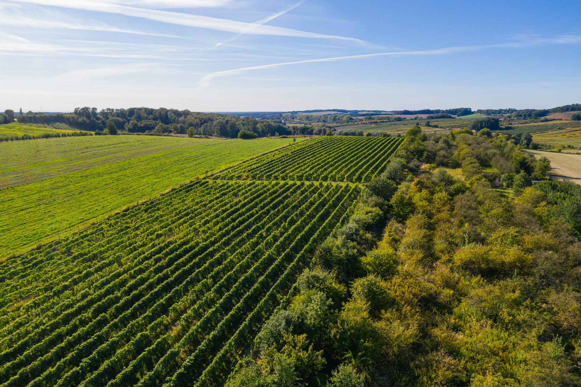 vignobles winnica opera